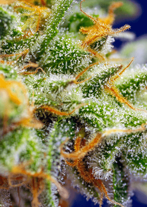 Crystal Candy XL Auto Sweet Seeds cannabisfrø skunkfrø