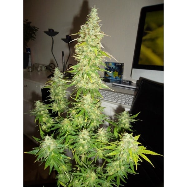 Dane Strains Auto Blue Dwarf regulære cannabisfrø (2)