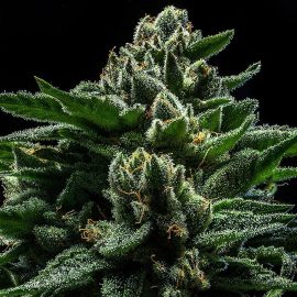 Do-G Ripper Seeds Cannabisfrø skunkfrø
