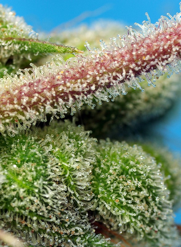 Do-Sweet-Dos Sweet Seeds cannabisfrø