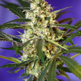 Fast Bud #2 Sweet Seeds cannabisfrø