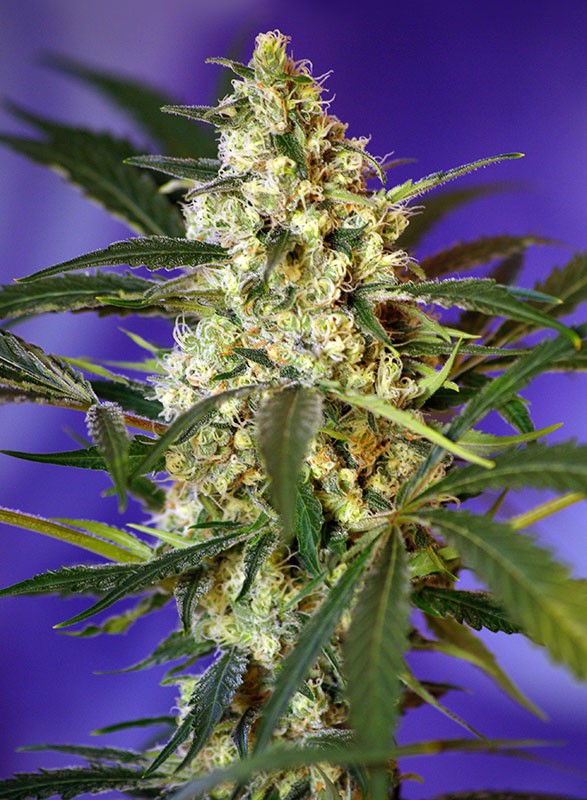 Fast Bud #2 Sweet Seeds cannabisfrø