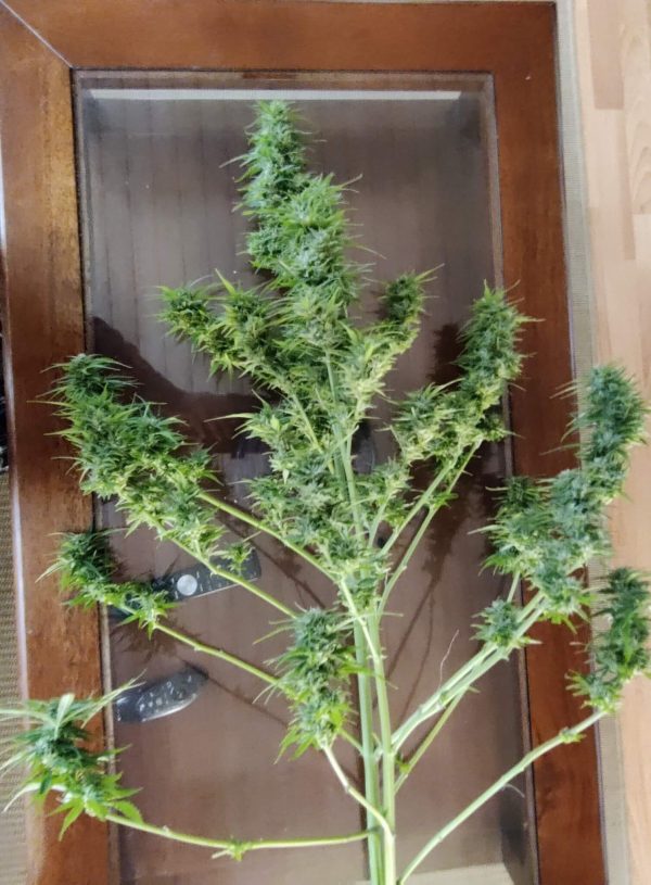 Girl Scout Cookies Auto Nordland Seeds