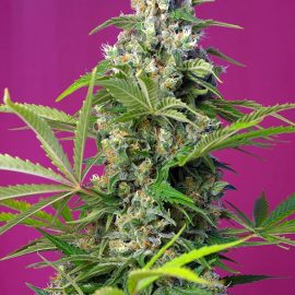 Gorilla Girl Sweet Seeds cannabisfrø