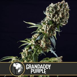 Grandaddy Purple Blimburn Seeds cannabisfrø skunkfrø