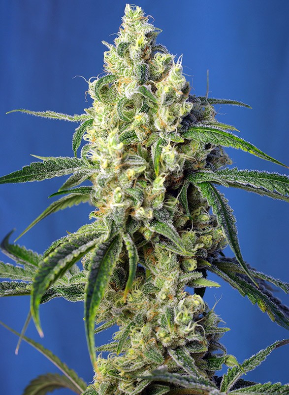 Green Poison CBD Sweet Seeds cannabisfrø