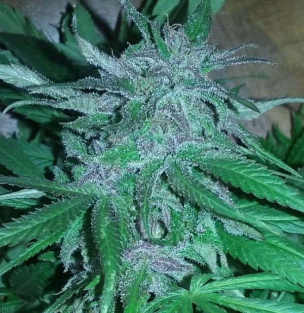 Guawi Ace Seeds cannabisfrø (2)