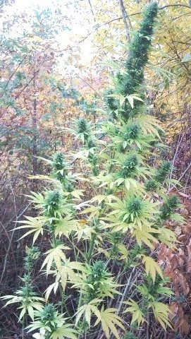 Guawi Ace Seeds cannabisfrø
