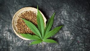 Hampefrø cannabis superfood hampeprodukter sundhed