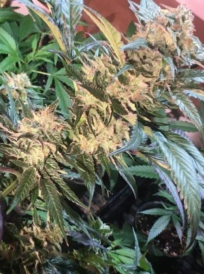 Hashplant Haze x Kali China Ace Seeds skunkfrø hashplante cannabisfrø