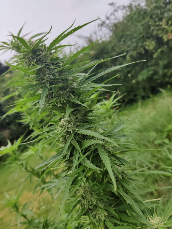 Girl Scout Cookies Auto Nordland Seeds