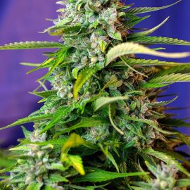 Jack 47 Auto Sweet Seeds cannabisfrø