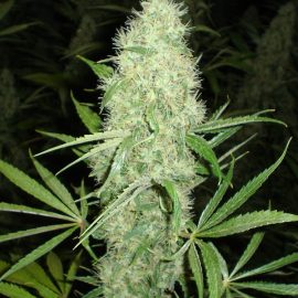 Jazz-Plant Christiania Seeds cannabisfrø skunkfrø