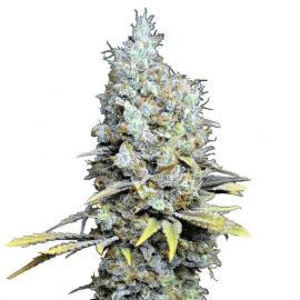Medicinsk Skunkfrø medicinsk cannabis CBD Botanic CBD Big Bud Super Skunk