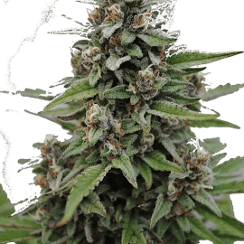 Medicinsk Skunkfrø medicinsk cannabis CBD Botanic CBD Bubba Kush Feminiserede