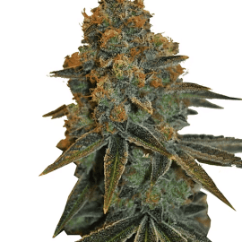 Medicinsk Skunkfrø medicinsk cannabis CBD Botanic CBD D Diesel Feminiserede