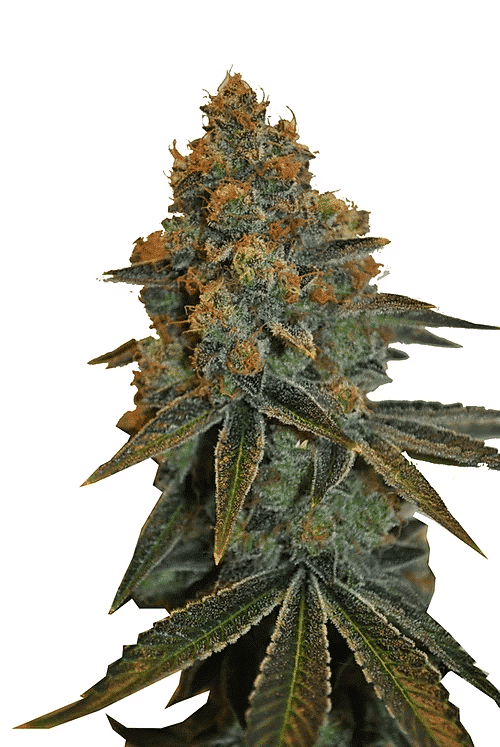 Medicinsk Skunkfrø medicinsk cannabis CBD Botanic CBD D Diesel Feminiserede