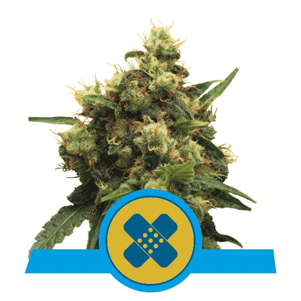 Medicinsk cannabis Pain Killer XL cannabis frø CBD Royal Queen Seeds