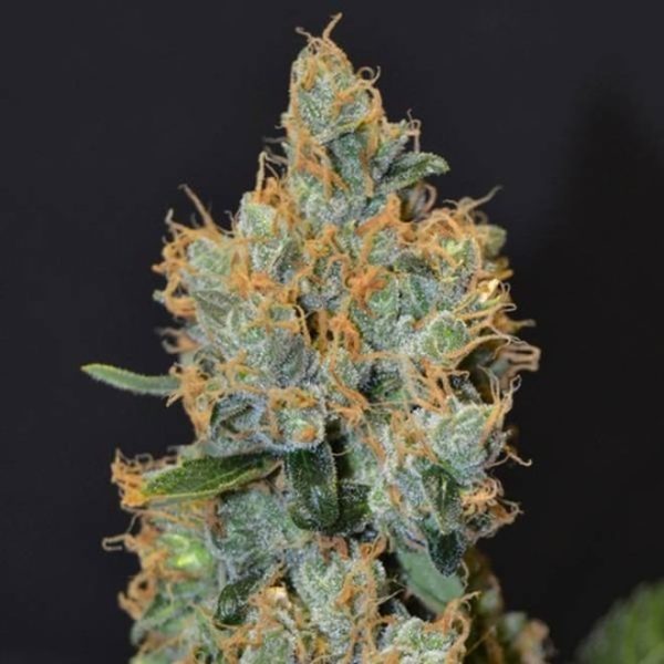 Medicinsk cannabisfrø Lavender CBD Seeds Skunkfrø