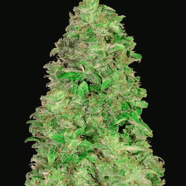 Medicinske cannabisfrø CBD Auto 20-1 Fast Buds