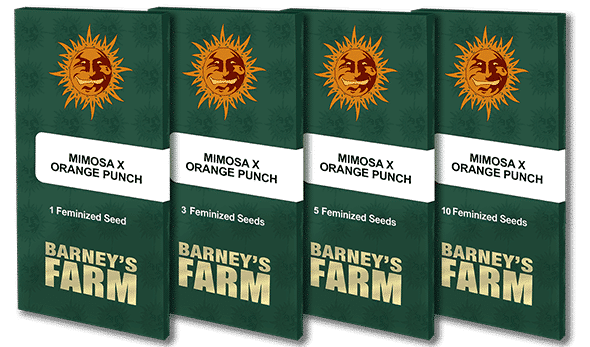 Mimosa x Orange Punch Barneys Farm Cannabisfrø Skunkfrø