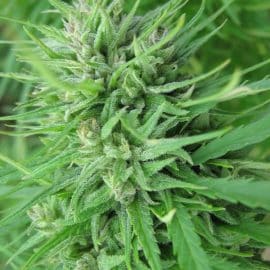 Nepal Tanska Seed Development danske potfrø cannabisfrø