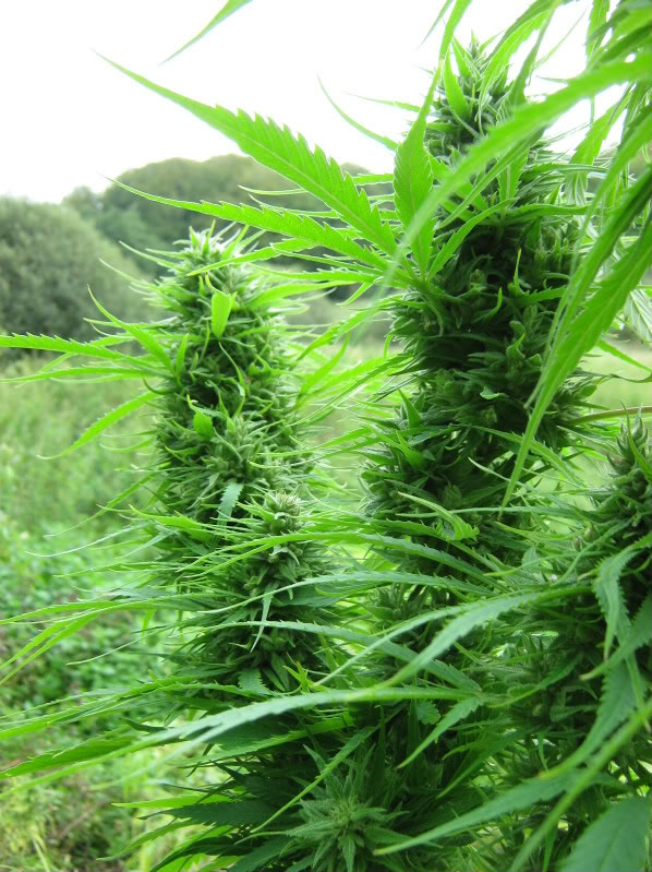 Nepal Tanska Seed Development danske potfrø cannabisfrø