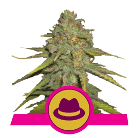 O.G. Kush Royal Queen Cannabis Skunkfrø