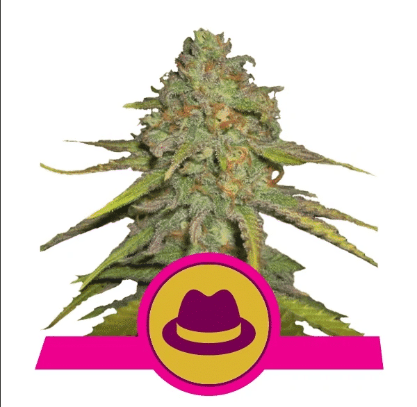 O.G. Kush Royal Queen Cannabis Skunkfrø