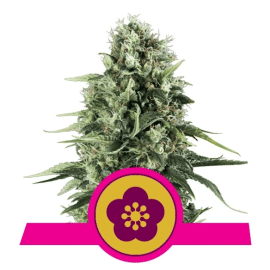 Power Flower Royal Queen Cannabisfrø Skunkfrø