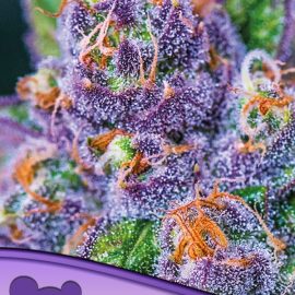 Purple Domina Auto Anesia Seeds cannabisfrø skunkfrø