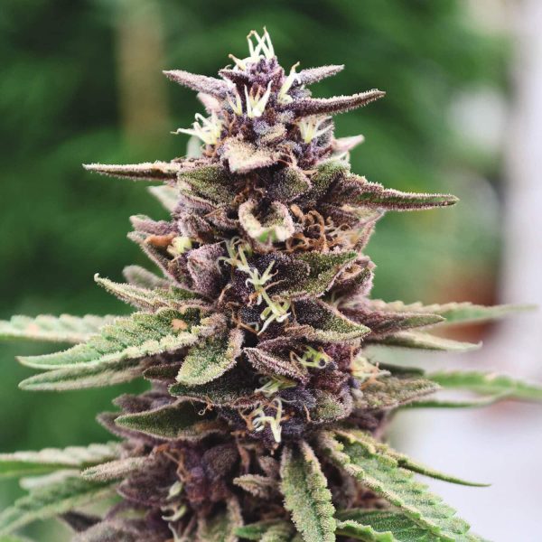 Purple Kush Auto Nordland Seeds skunkfrø cannabisfrø