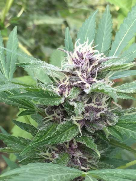 Purple Kush Auto Nordland Seeds skunkfrø cannabisfrø