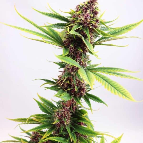Purple Kush Kannabia skunkfrø cannabisfrø