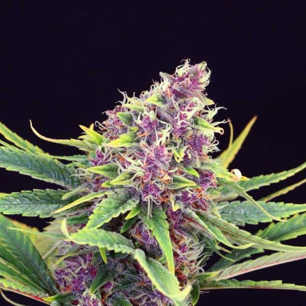 Purple Kush Kannabia skunkfrø cannabisfrø