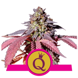 Purple Queen Royal Queen Cannabisfrø Skunkfrø