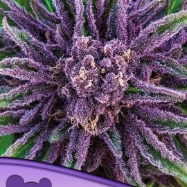 Purple Thai Anesia Seeds skunkfrø cannabisfrø