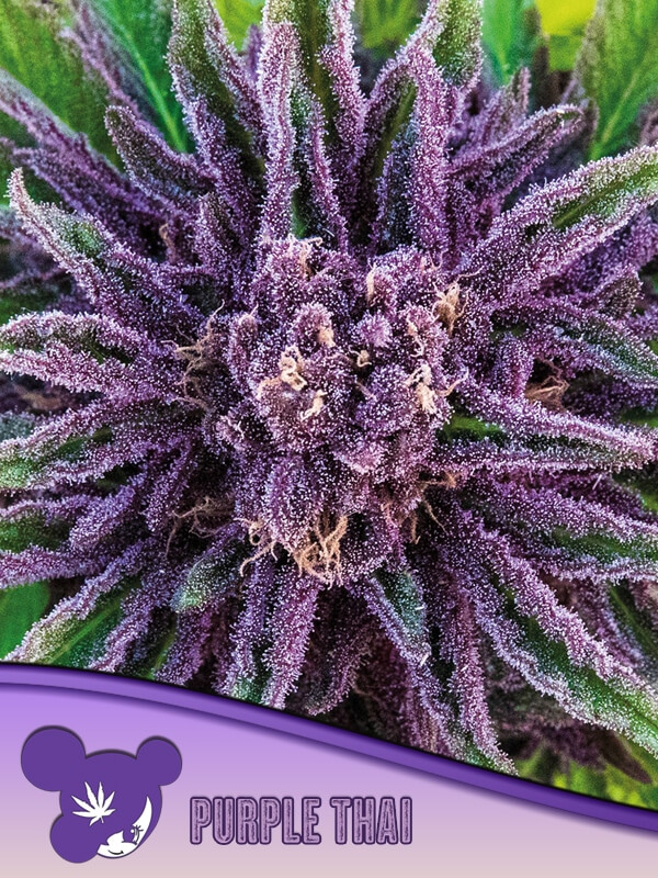 Purple Thai Anesia Seeds skunkfrø cannabisfrø