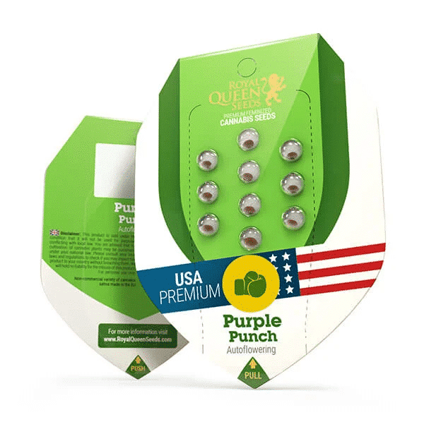 Purple punch Automatic Royal Queen cannabisfrø skunkfrø (4)