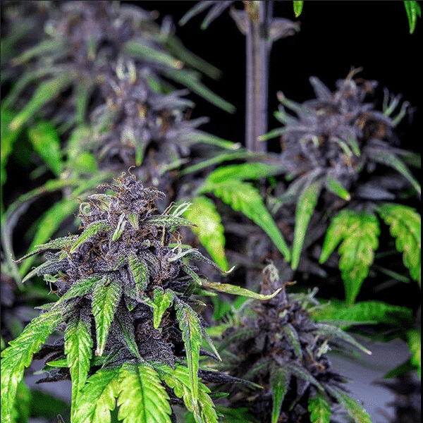 Purplematic CBD Royal Queen Cannabisfrø Skunkfrø