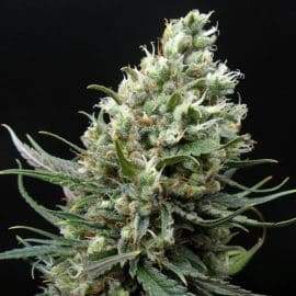 Ripper Haze Ripper Seeds cannabisfrø