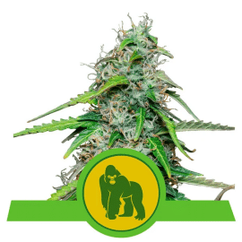 Royal Gorilla Automatic Royal Queen cannabisfrø skunkfrø