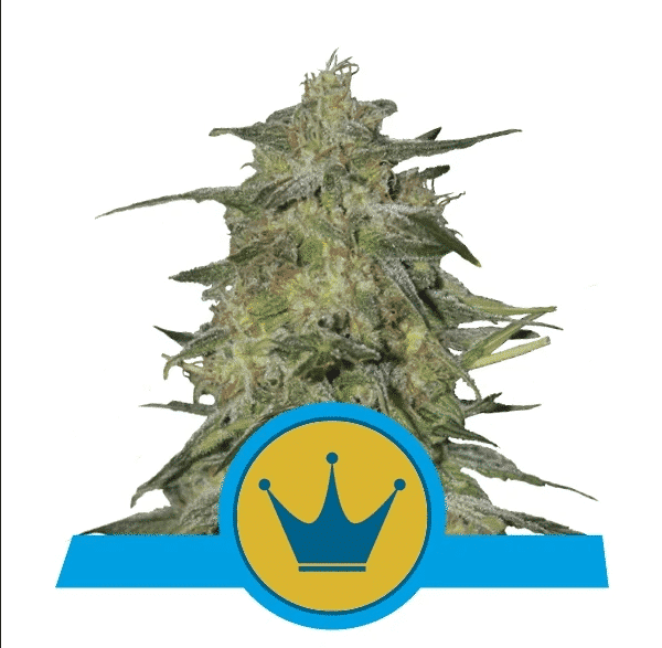 Royal Highness Royal Queen Cannabisfrø Skunkfrø