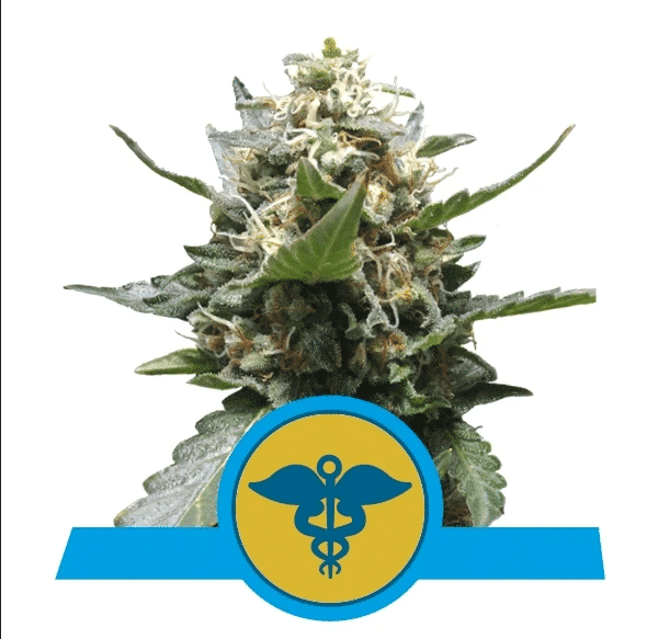 Royal Medic Royal Queen Cannabisfrø Skunkfrø