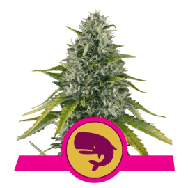 Royal Moby Royal Queen Cannabisfrø Skunkfrø