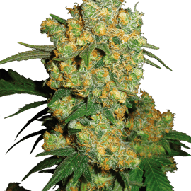 Sensi Seeds Cannabisfrø Big Bud Feminiserede