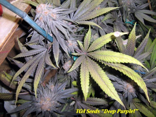 Skunkfrø Deep Purple regulære cannabisfrø TGA Subcool