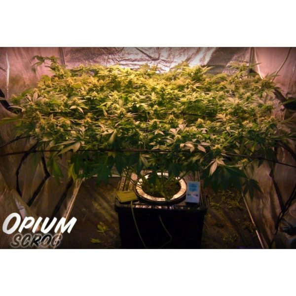 Skunkfrø Opium Cannabisfrø Paradise Seeds (2)