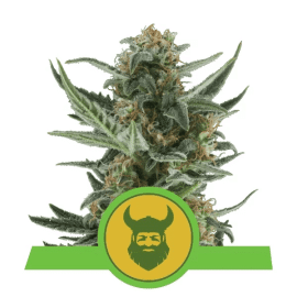 Skunkfrø Royal Dwarf cannabisfrø Royal Queen Seeds
