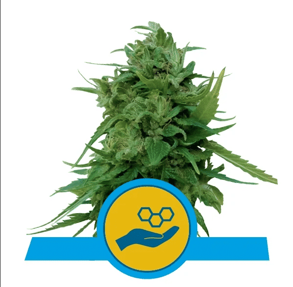 Solomatic CBD Royal Queen Cannabisfrø Skunkfrø